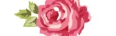 Rose Delivery