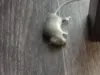 Мыши заполонили квартиру