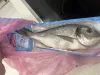 Пропавшая рыба