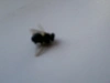 Содержание пчел недалеко от жилых домов