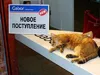 Новое Поступление